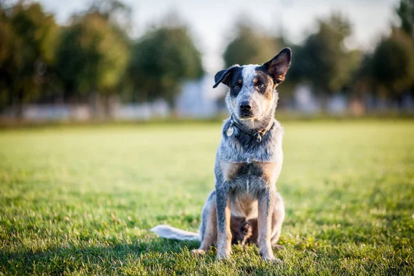 Perro Ganado Australiano Perro Entrenamiento Perro Juego Tacón Azul — Foto de Stock