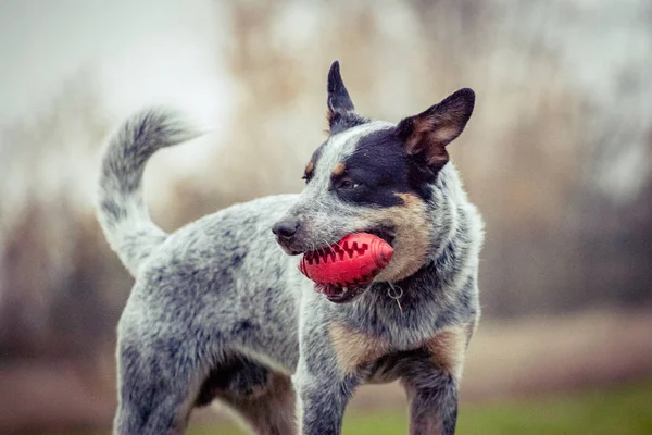 Avustralyalı büyükbaş hayvan köpek - köpek eğitimi - köpek oynama - mavi SPLIT