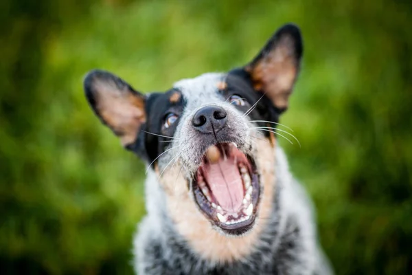 Avustralyalı büyükbaş hayvan köpek - köpek eğitimi - köpek oynama - mavi SPLIT