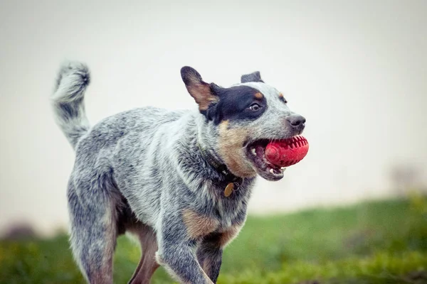 Australischer Rinderhund Hundetraining Spielender Hund Blauer Absatz — Stockfoto