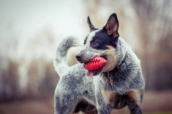 Chien Bétail Australien Dressage Chien Chien Jeu Talonneur Bleu — Photo