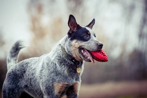 Australian cattle dog - dog training - playing dog - blue heeler