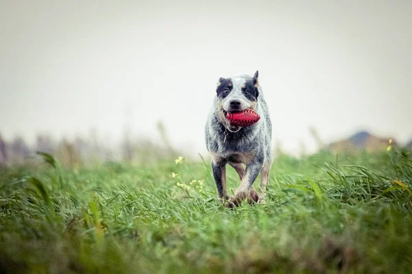 Perro Ganado Australiano Perro Entrenamiento Perro Juego Tacón Azul — Foto de Stock