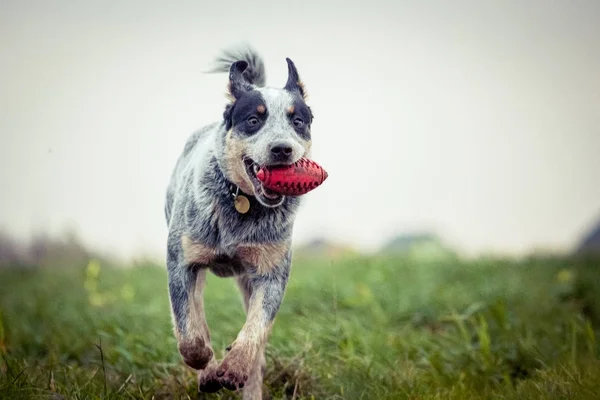 Perro Ganado Australiano Perro Entrenamiento Perro Juego Tacón Azul — Foto de Stock