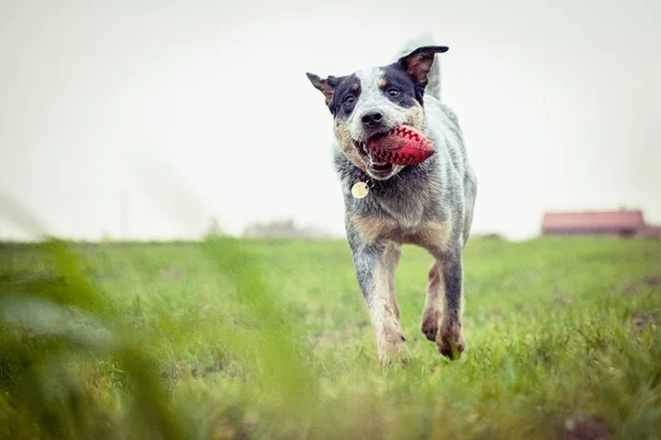 Perro Ganado Australiano Perro Entrenamiento Perro Juego Tacón Azul —  Fotos de Stock