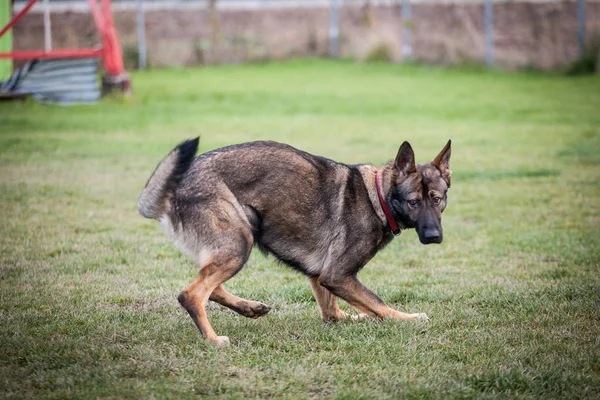 Köpek eğitimi - Alman çoban köpeği