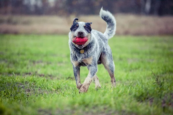 Australischer Rinderhund Hundetraining Spielender Hund Blauer Absatz — Stockfoto