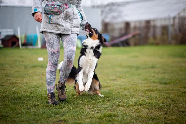 Köpek eğitimi - kenar kömür ocağı