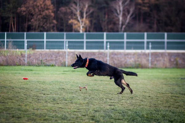 Köpek eğitimi - Alman çoban köpeği