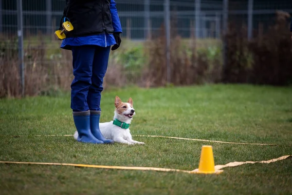 Eğitim köpek - jack russel terier