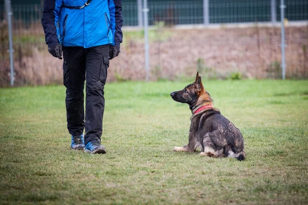 Köpek eğitimi - Alman çoban köpeği