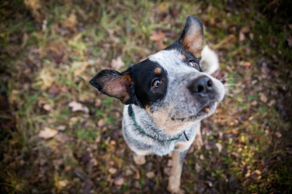 Ausztrál Szarvasmarha Dog Kék Sarokfelszegező — Stock Fotó