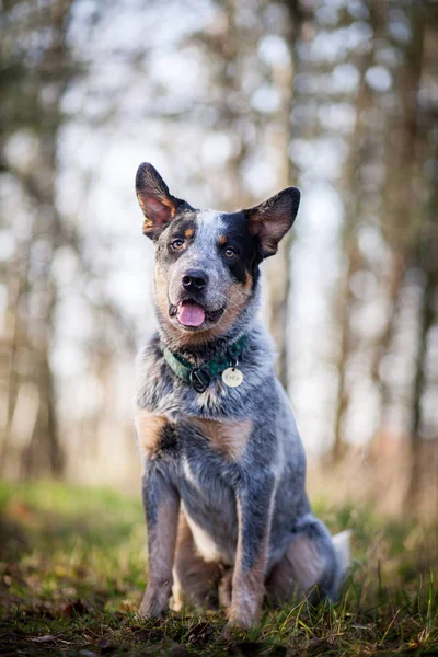 Ausztrál Szarvasmarha Dog Kék Sarokfelszegező — Stock Fotó