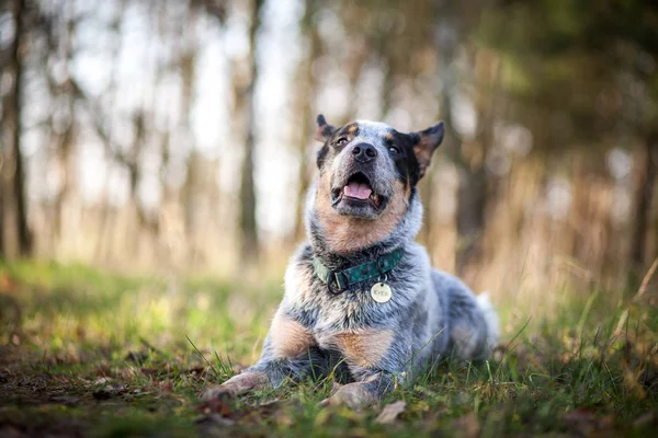 Chien Bétail Australien Talonneur Bleu — Photo