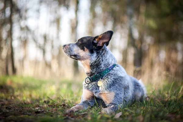 Kynologia Australijski Pies Niebieski Heeler — Zdjęcie stockowe