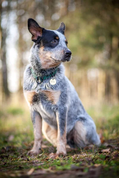 Avustralyalı büyükbaş hayvan köpek - mavi SPLIT