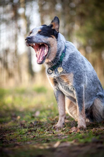 Australský Honácký Pes Blue Heeler — Stock fotografie