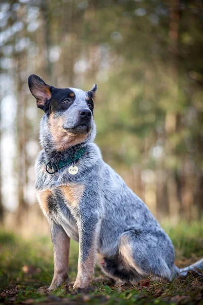 Kynologia Australijski Pies Niebieski Heeler — Zdjęcie stockowe