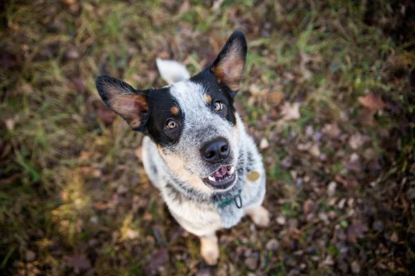 Australský Honácký Pes Blue Heeler — Stock fotografie