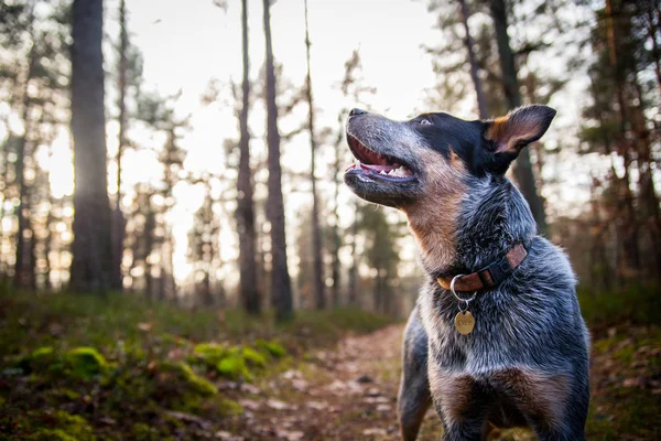 Australischer Rinderhund Blauer Absatz — Stockfoto