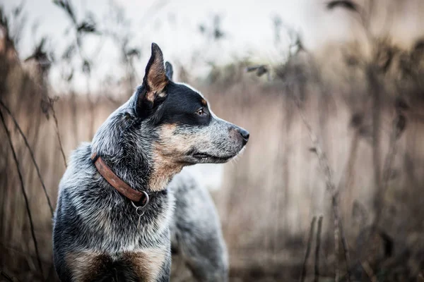 Chien Bétail Australien Talonneur Bleu — Photo