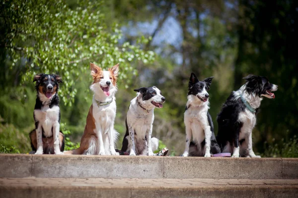 Sınır collies merdivenlerde