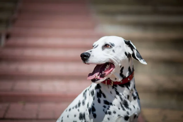 Dalmatian - dog portrait on stairs