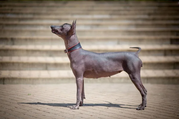 Perro Mexicano Sin Pelo Xoloitzquintle — Foto de Stock