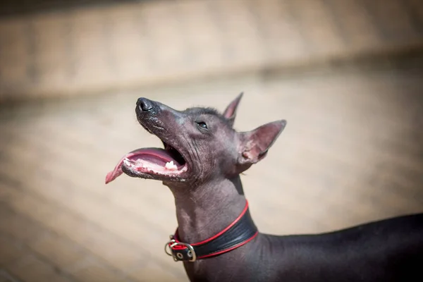 Meksika Hairless köpek - Xoloitzquintle