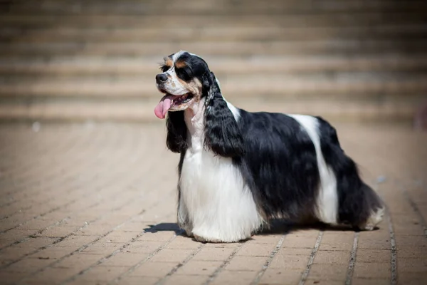 美国可卡猎犬三基色 — 图库照片