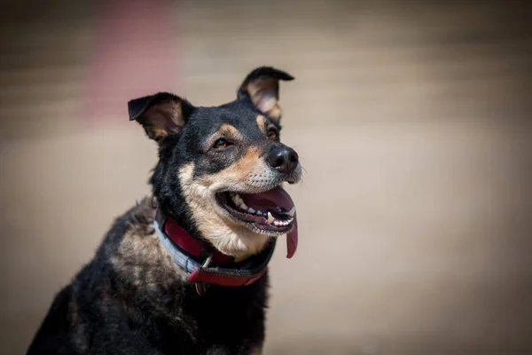 mixbreed köpek - kentsel köpek, şehirde