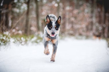  kar üzerinde çalışan Avustralyalı büyükbaş hayvan köpek
