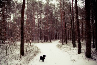 Siyah köpek kış orman içinde