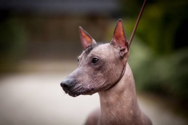 Meksika hairless köpek portre