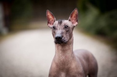Meksika hairless köpek portre