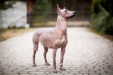 Meksika hairless köpek portre