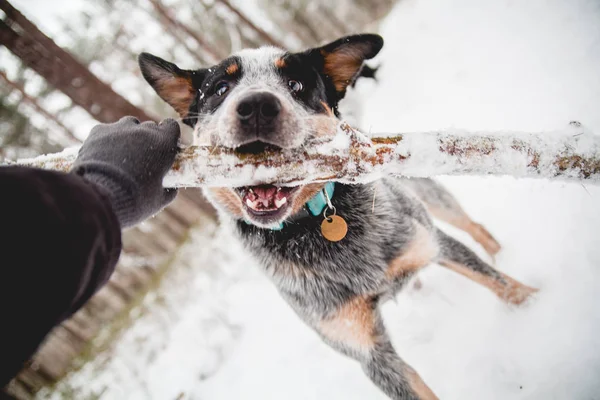 Avustralyalı büyükbaş hayvan köpek - portre karda