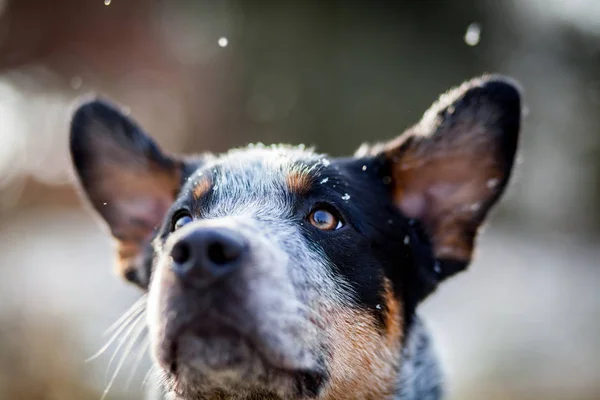 Perro Ganado Australiano Retrato Nieve — Foto de Stock
