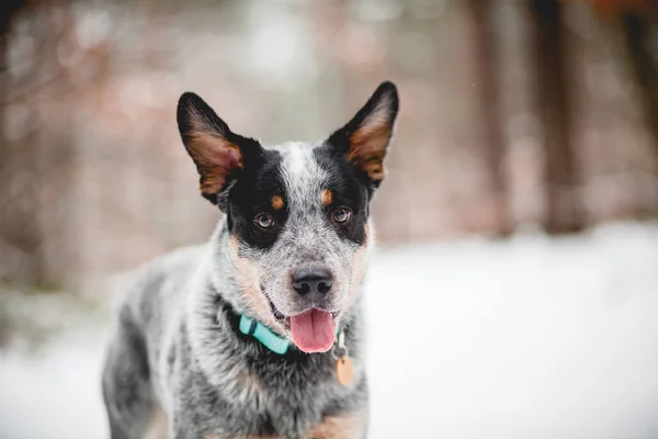 Cane Bovino Australiano Ritratto Sulla Neve — Foto Stock