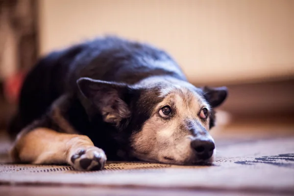 Alter Trauriger Hund Der Hause Liegt — Stockfoto