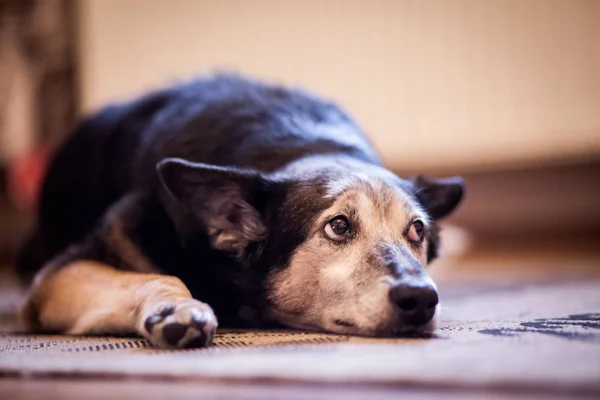 Vieux Chien Triste Couché Dans Maison — Photo