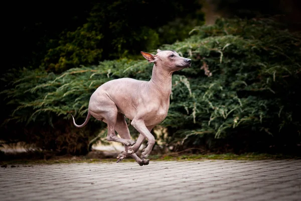 Meksika hairless köpek portre