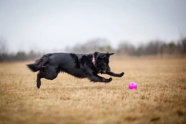 Negro Mixbreed Perro Jugando Con Bola — Foto de Stock