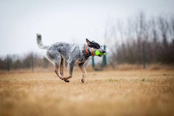 Australiano Ganado Perro Jugando Con Juguete — Foto de Stock