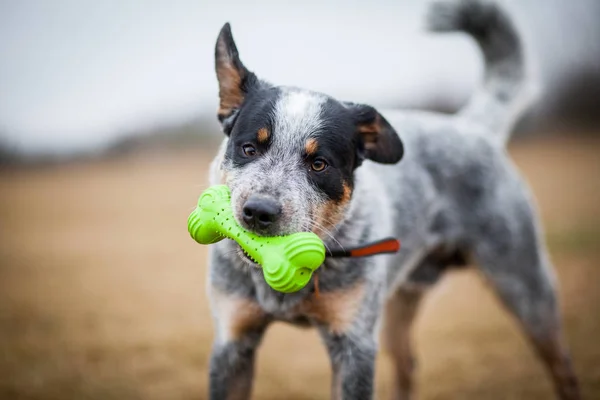 Australian cattle dog playing with toy