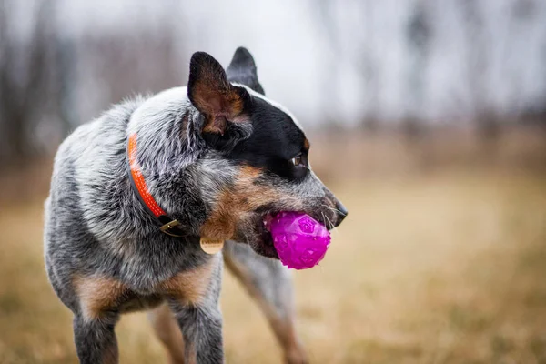 Topla oynamayı Avustralyalı büyükbaş hayvan köpek