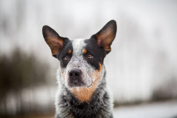 Retrato Cão Gado Australiano Azul — Fotografia de Stock