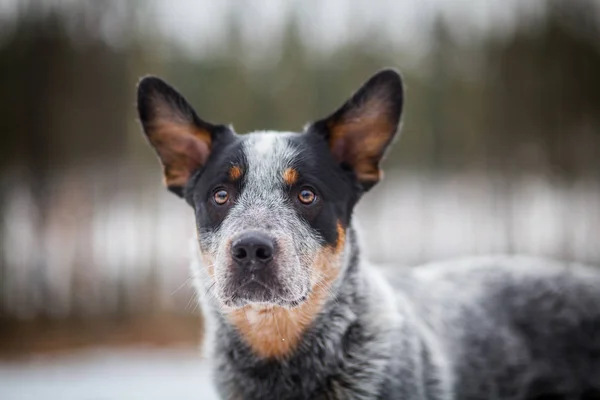 Portrét Modrý Australský Honácký Pes — Stock fotografie