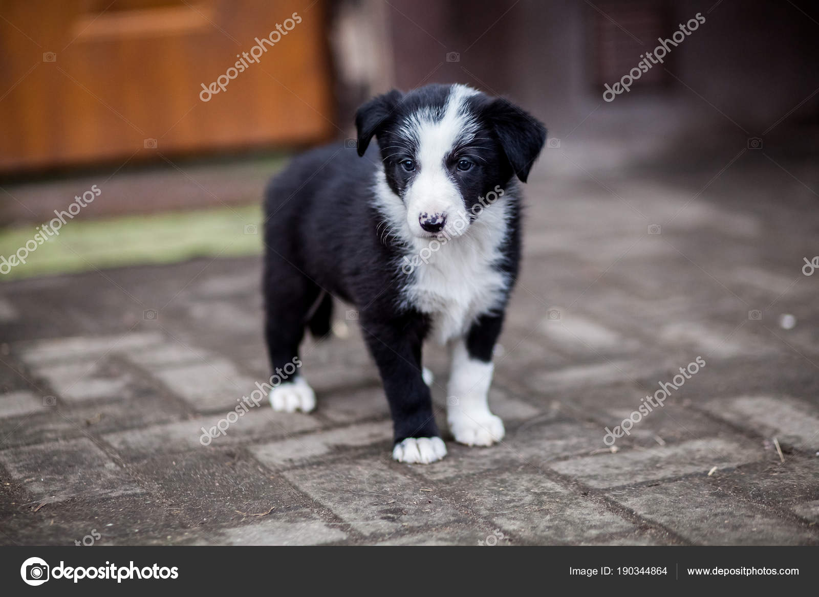 border collie puppy black and white