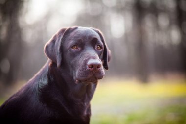 Çikolata labrador retriever portre